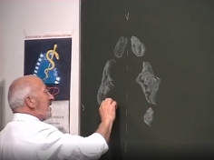 Anatomie fonctionnelle du diaphragme pelvien principal de la femme