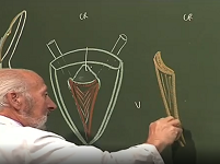 Anatomie structurale et fonctionnelle de la vessie