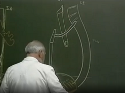 Anatomie topographique de l'oesophage