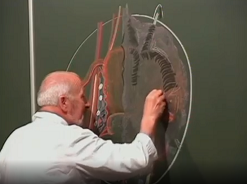 Anatomie topographique de l'ovaire et ses lymphatiques