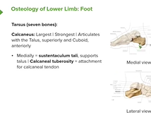 Anatomy of the Foot: Calcaneus, Navicular & Cuboid - Anatomy Anatomy of the Foot: Calcaneus, Navicular & Cuboid - Anatomy