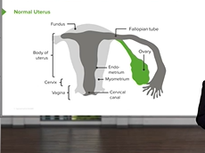 Anatomy of the Normal Uterus Anatomy of the Normal Uterus
