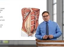 Anterolateral Abdominal Wall - Anatomy Anterolateral Abdominal Wall - Anatomy