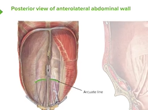 Anterolateral Abdominal Wall - Anatomy Anterolateral Abdominal Wall - Anatomy