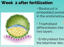 APGO Basic Sciences - Topic 10: Embryology of Common Malformations