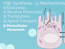 APGO Basic Sciences - Topic 15: Lactation