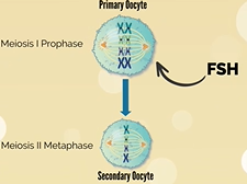 APGO Basic Sciences - Topic 18: Physiology of the Menstrual Cycle