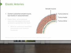 Arteries and Arterioles