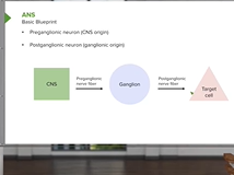 Autonomic Nervous System (ANS) - Brain & Nervous System Autonomic Nervous System (ANS) - Brain & Nervous System