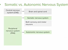 Autonomic Nervous System (ANS): Divisions