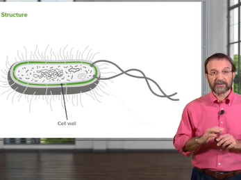 Bacteria: Structure & Types _ Microbiology _ Lecturio