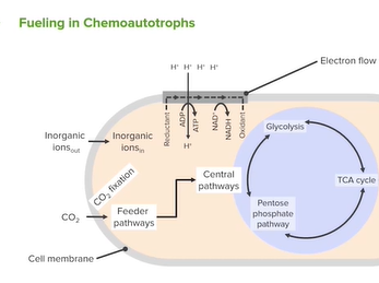 Bacterial Classification: Heterotrophs, Chemoautotrophs & Photoautotrophs _ Microbiology _ Lecturio Bacterial Classification: Heterotrophs, Chemoautotrophs & Photoautotrophs _ Microbiology _ Lecturio