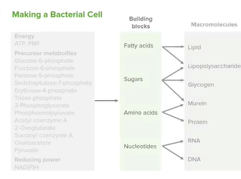 Bacterial Reproduction: Heterotrophy & Autotrophy _ Microbiology _ Lecturio