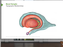 Basal Ganglia: Structures & Intrinsic Connections - Brain & Nervous System Basal Ganglia: Structures & Intrinsic Connections - Brain & Nervous System
