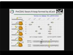 Base Editing Therapeutics Targeted-Nucleotide Editing