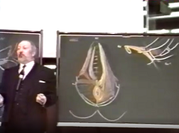 Bases anatomiques de la continence urinaire chez lhomme (2)