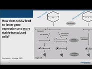 Basics of AAV Gene Therapy Basics of AAV Gene Therapy