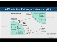 Basics of AAV Gene Therapy