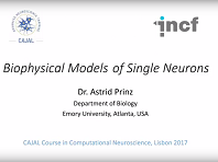 Biophysical models of single neurons