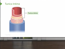 Blood Vessels: Structures and Functions