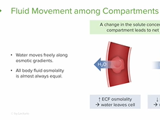 Body Fluid Movement among Compartments