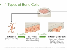 Bone Structure and Histology