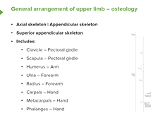 Bones of the Upper Limb - Anatomy Bones of the Upper Limb - Anatomy