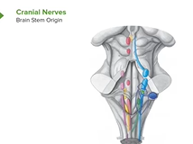 Brain Stem Components: Midbrain, Pons & Medulla Oblangata - Brain & Nervous System Brain Stem Components: Midbrain, Pons & Medulla Oblangata - Brain & Nervous System