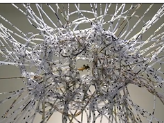 Bringing facts to life through ecological art