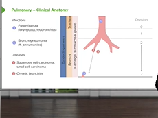 Bronchi & Trachea Bronchi & Trachea