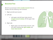 Bronchus - Respiratory Medicine Bronchus - Respiratory Medicine