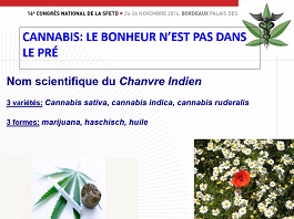 Cannabis dans la douleur : controverse (2) Cannabis dans la douleur : controverse (2)