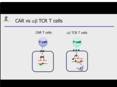 CAR T cells