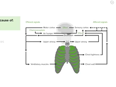 Causes of Dyspnea  Pulmonary Pathology Causes of Dyspnea  Pulmonary Pathology
