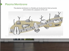Cell Membrane