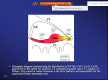 Cellular and molecular mechanism of arrhythmias