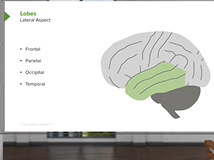 Cerebral Cortex: Lobes & Sulci - Brain & Nervous System Cerebral Cortex: Lobes & Sulci - Brain & Nervous System