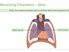 Chambers of the Heart: Atria and Ventricles