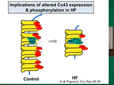 Circadian & Dynamic Influences on Ventricular Arrhythmias in Failing Hearts