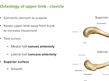 Clavicle: Overview & Parts - Anatomy Clavicle: Overview & Parts - Anatomy