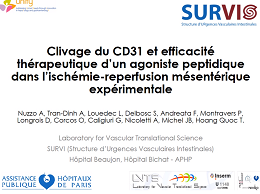 Clivage du CD31 et efficacité thérapeutique d'un agoniste peptidique dans l'ischémie-reperfusion mésentérique expérimentale