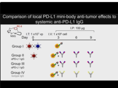 Combination Local Oncolytic Adenoimmunotherapy and Systemic CAR T-cell Therapies for Solid Tumors Combination Local Oncolytic Adenoimmunotherapy and Systemic CAR T-cell Therapies for Solid Tumors