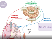 Comment explorer la dyspnée ?