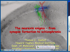 Conférence de Mendel - L'énigme de la neurexine : de la formation de la synapse à la schizophrénie Conférence de Mendel - L'énigme de la neurexine : de la formation de la synapse à la schizophrénie