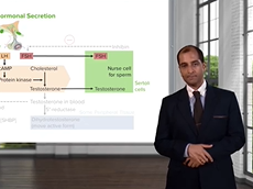 Control of Adult Male Hormonal Secretion Control of Adult Male Hormonal Secretion