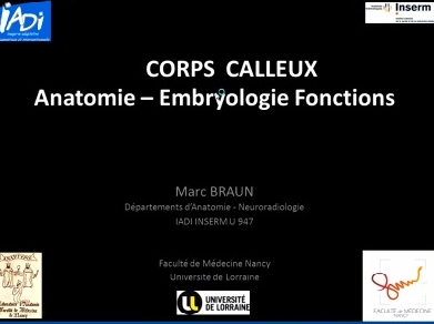 Corps calleux radio-anatomie morphologie et grandes fonctions