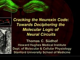 Déchiffrer le code de la Neuronexine : Logique moléculaire des circuits neuronaux Déchiffrer le code de la Neuronexine : Logique moléculaire des circuits neuronaux