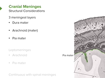 Cranial Meninges: Structures & Functions - Brain & Nervous System Cranial Meninges: Structures & Functions - Brain & Nervous System