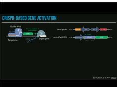 CRISPR Tools for Gene Editing in the Brain