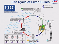 Day 2 - Global Risk Factors Day 2 - Global Risk Factors